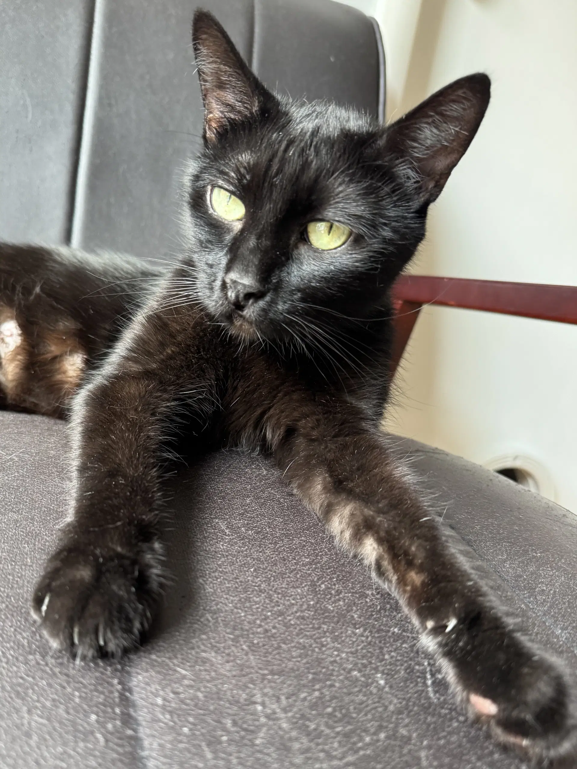 Mary - Domestic Short Hair