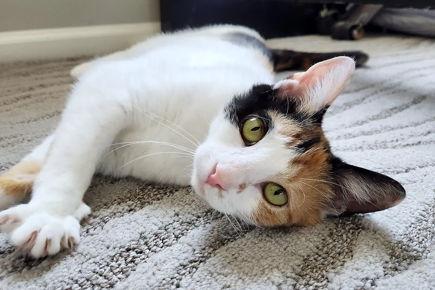 Coral - Domestic Short Hair