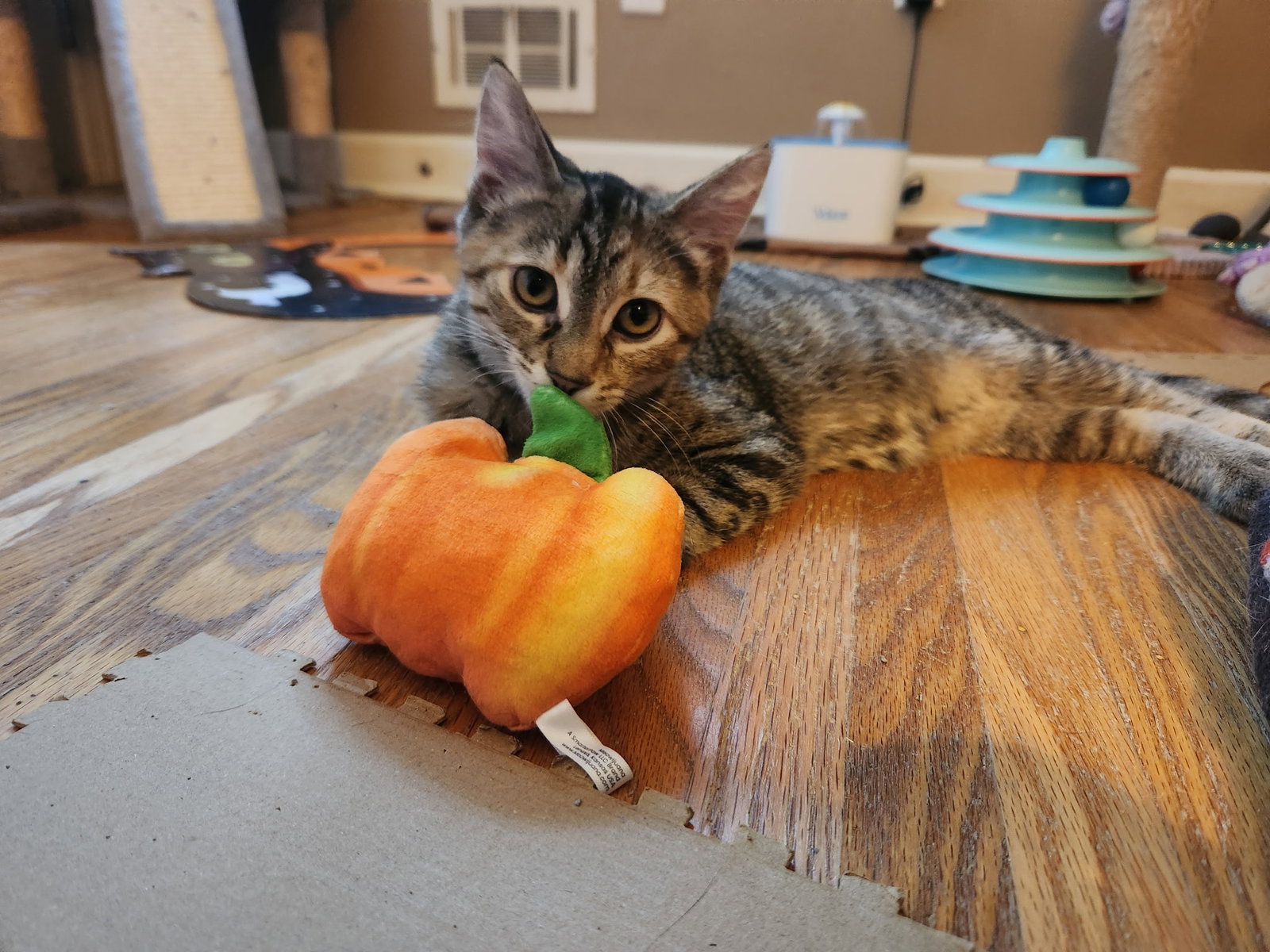 Guppy, cat