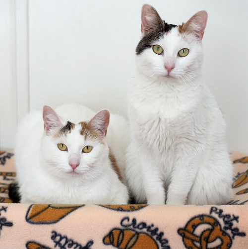 Pretzel & Bagel