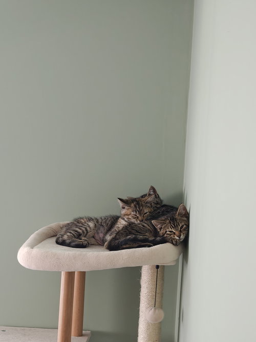 Sesame photo 2