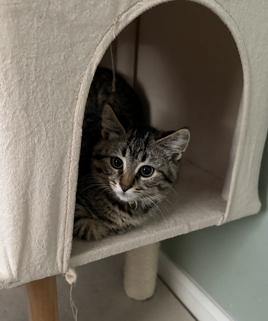 Sesame, cat