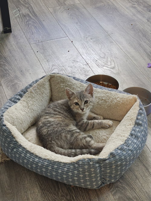 Willow photo 2