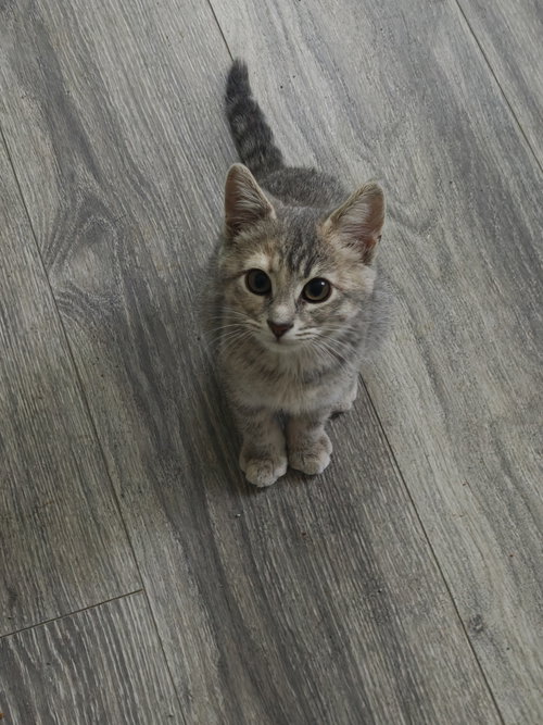 Willow photo 3