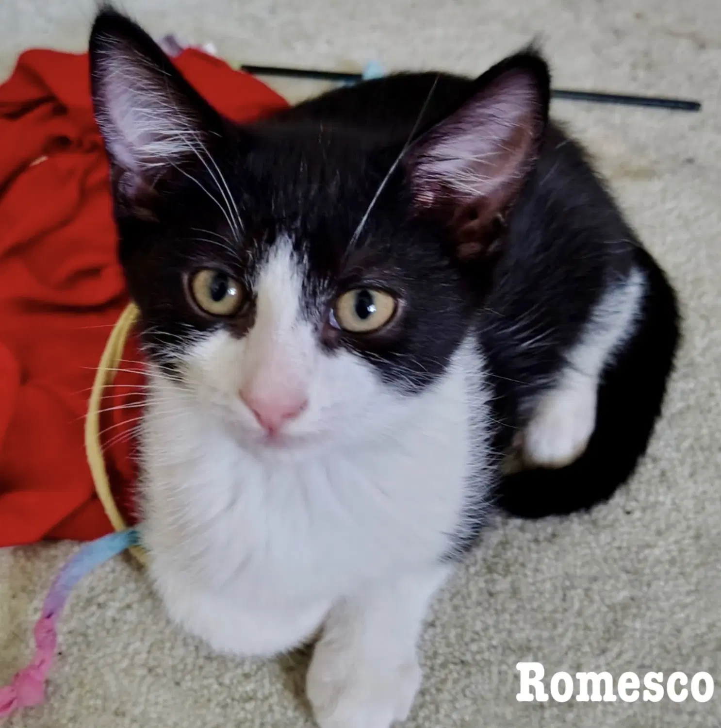 Romesco - Domestic Short Hair