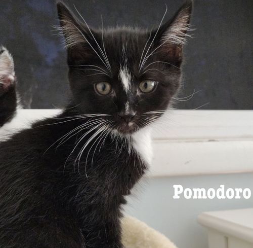 Pomodoro