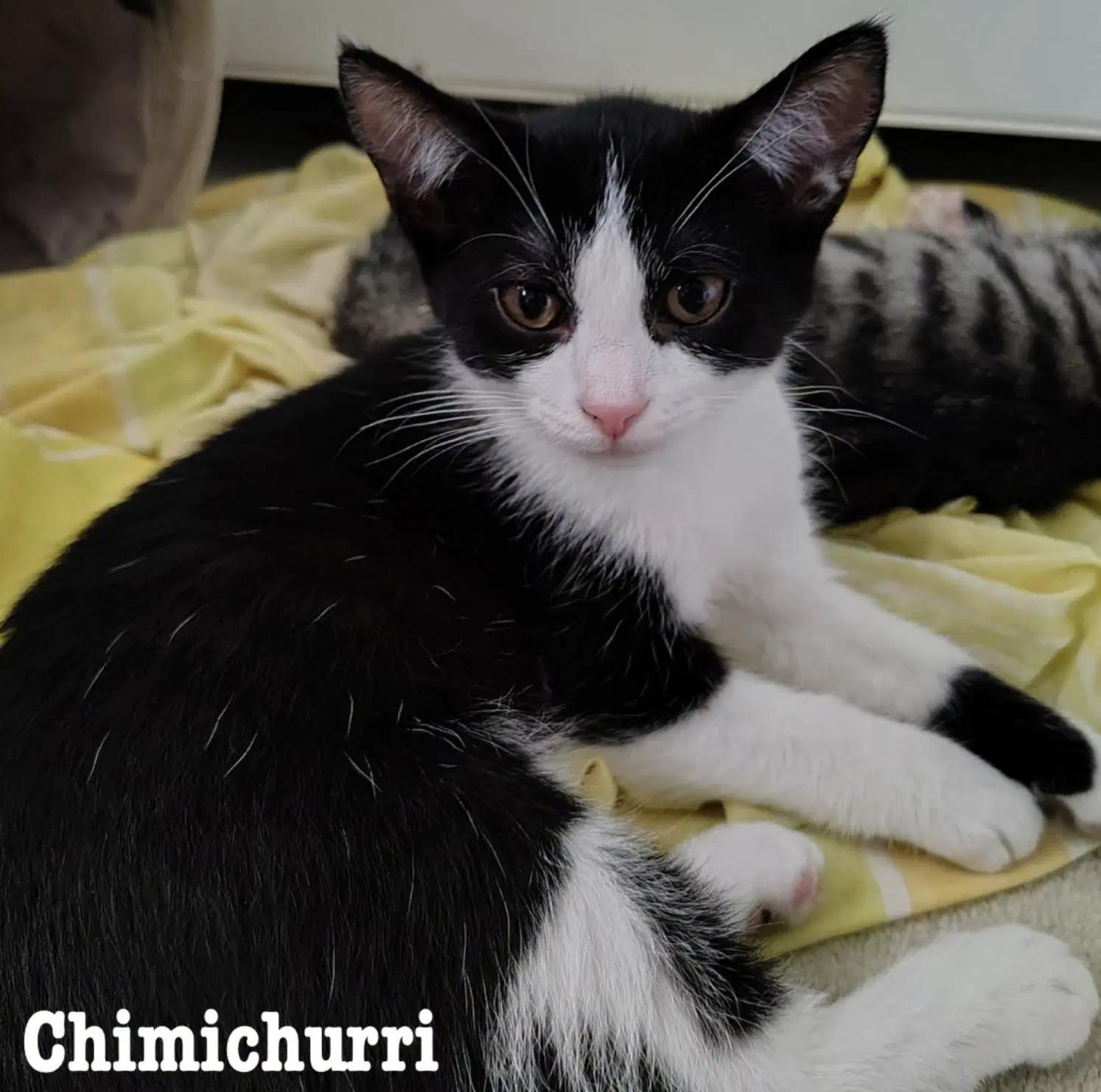 Chimichurri - Domestic Short Hair