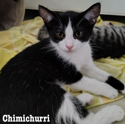 Chimichurri