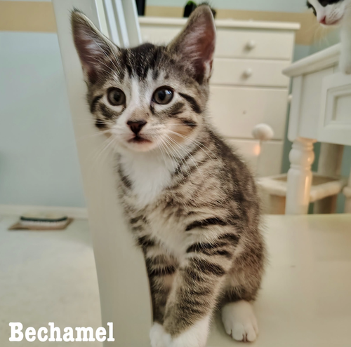 Bechamel