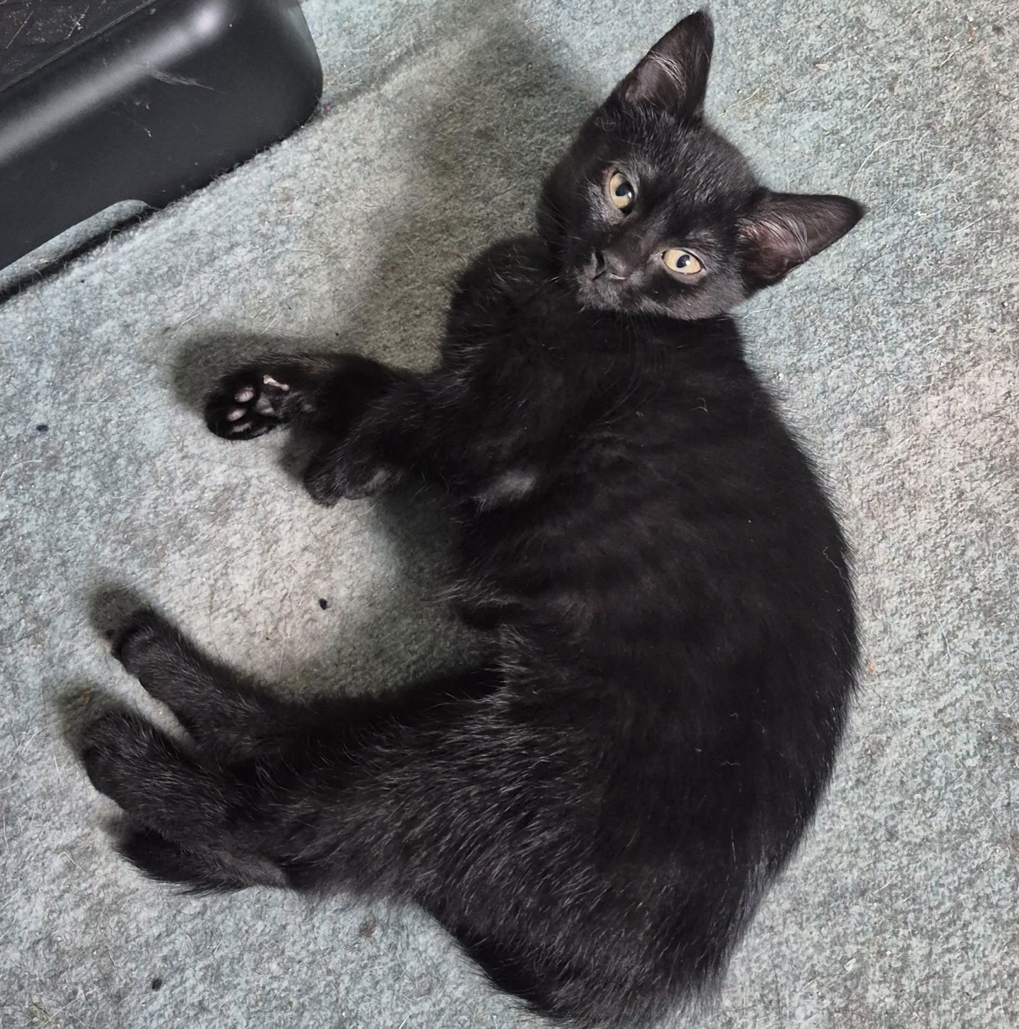 Indee, cat