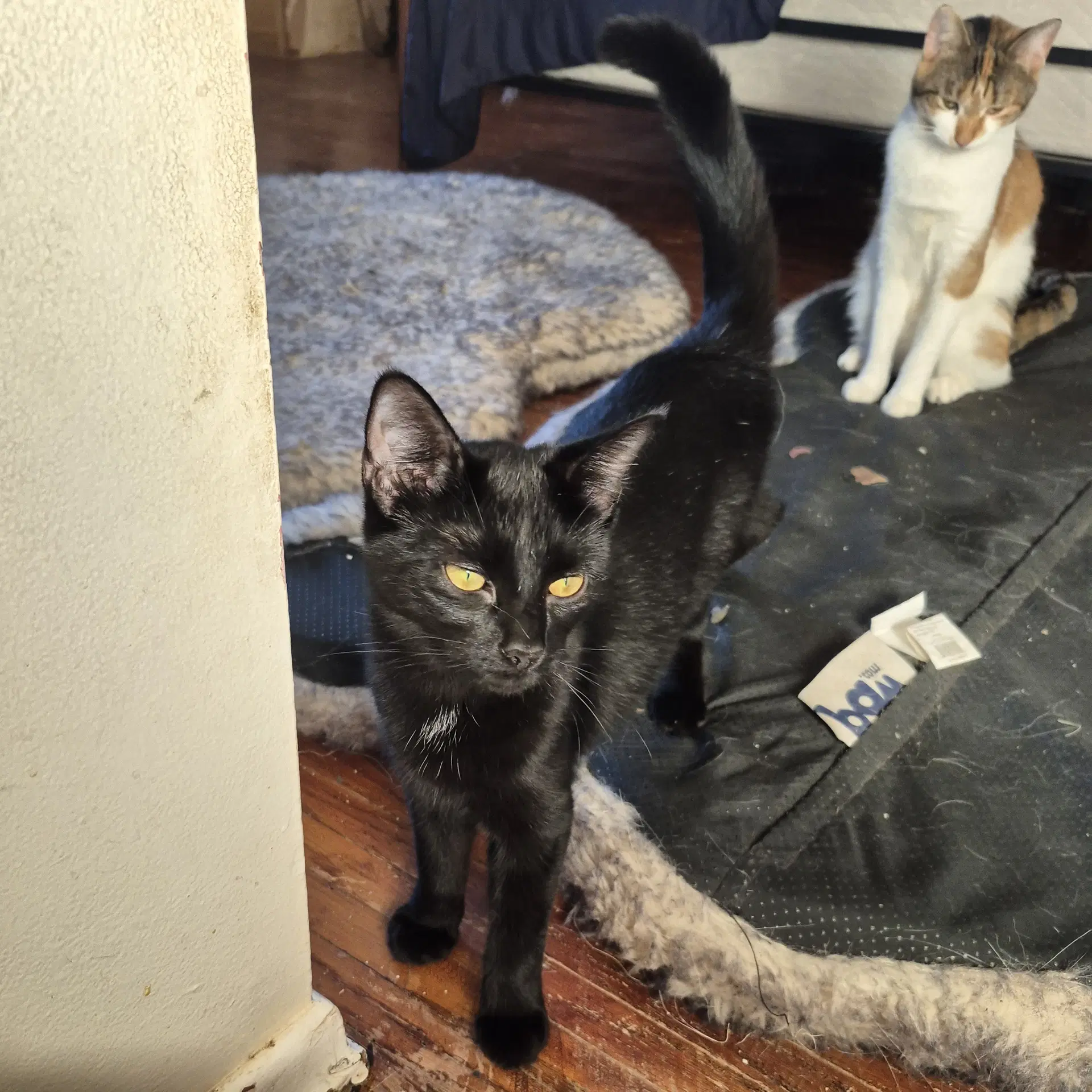 Indee - Domestic Short Hair