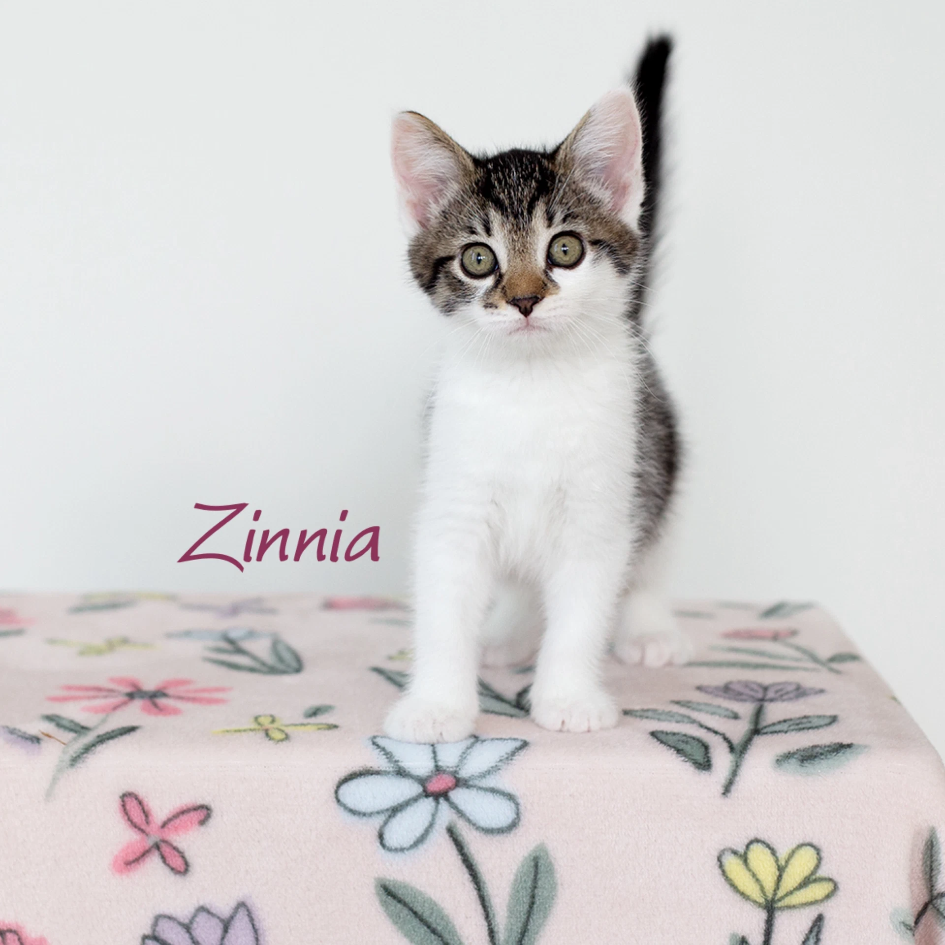 Zinnia