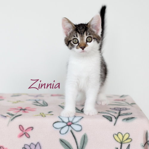 Zinnia, a cat for adoption from G.R.A.S.P., Inc.