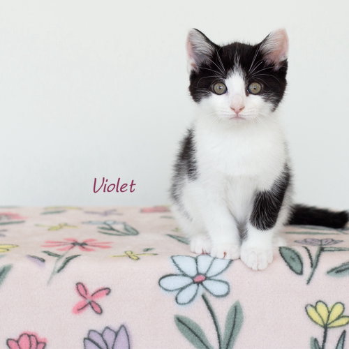 Violet