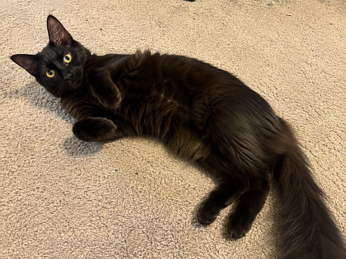 Mica