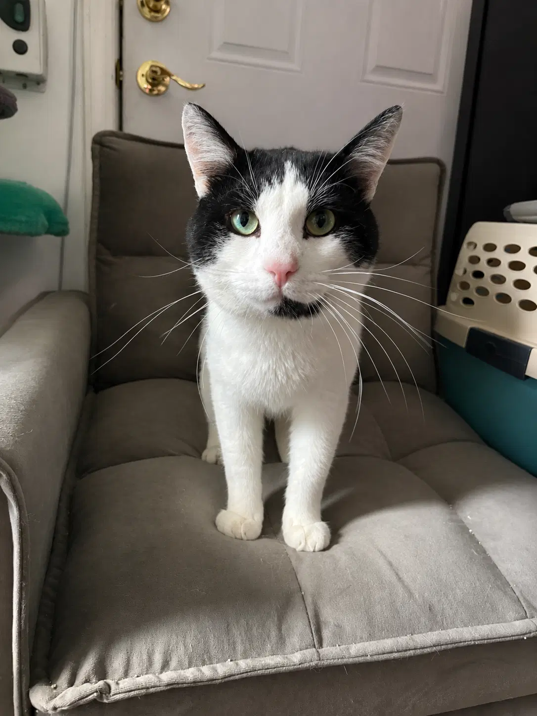 Knuckles - Domestic Short Hair