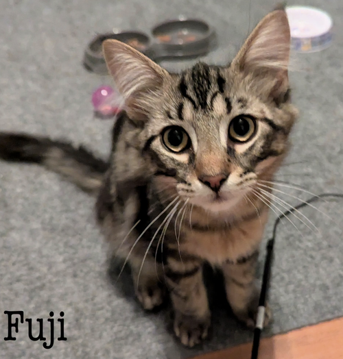 picture of the cat needing adoption