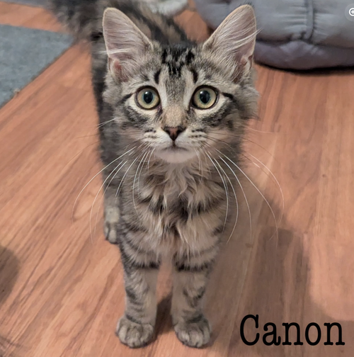 Canon