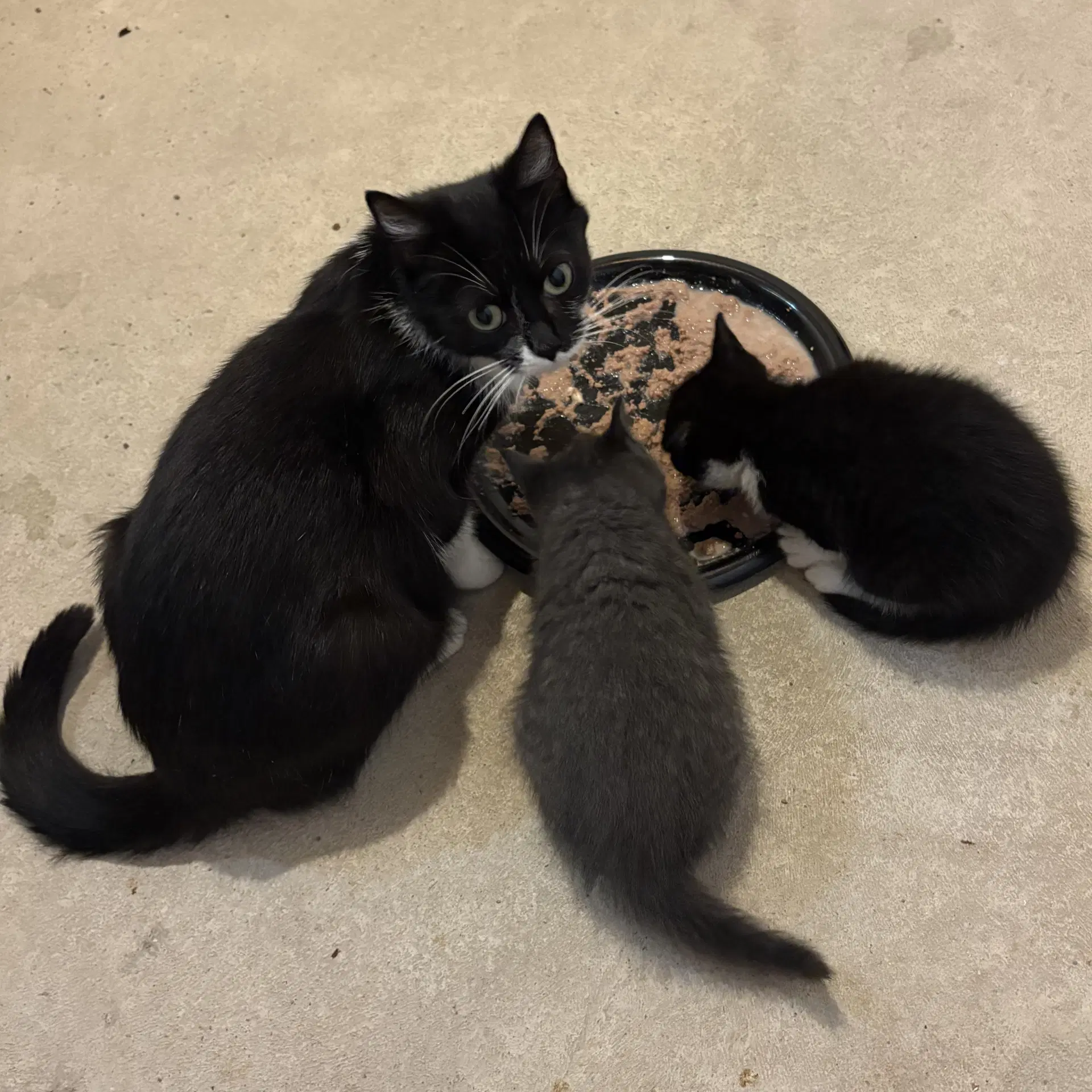 June - Domestic Short Hair