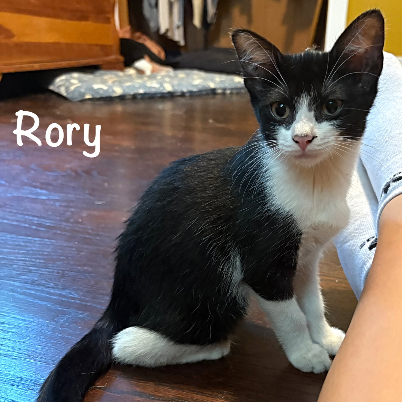 Rory, cat