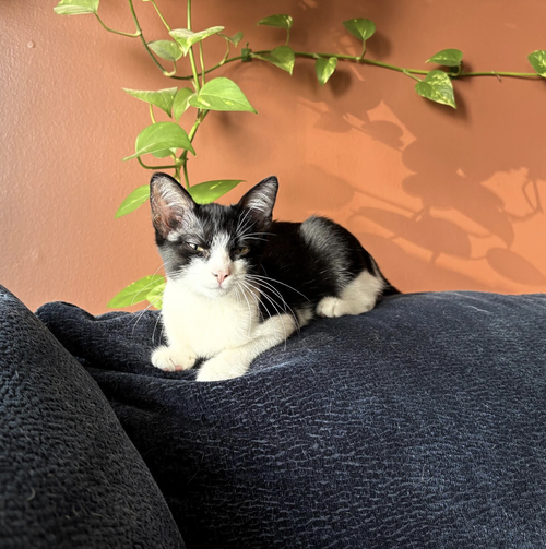 Rory, a cat for adoption from G.R.A.S.P., Inc.