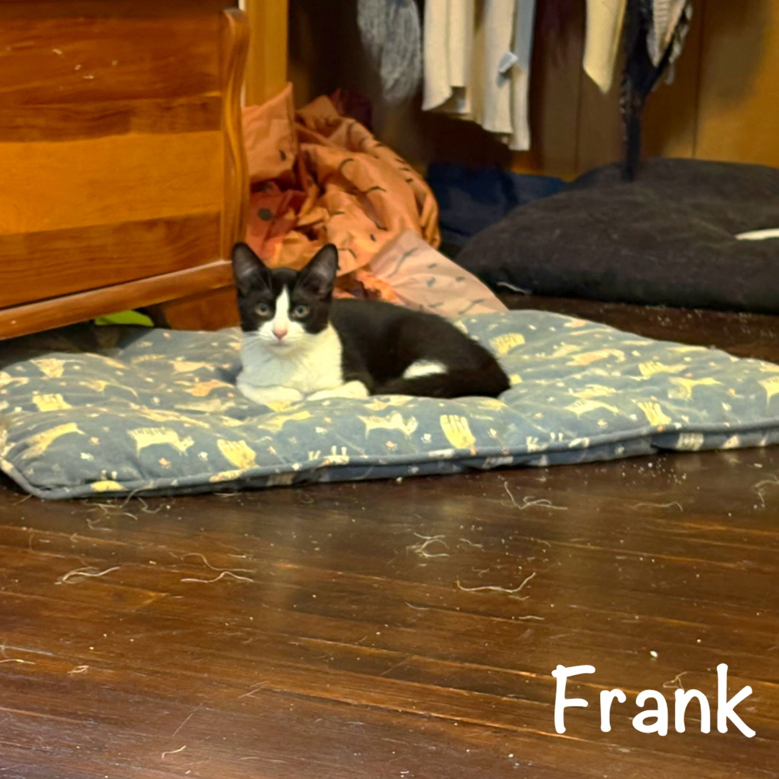 Frank, cat