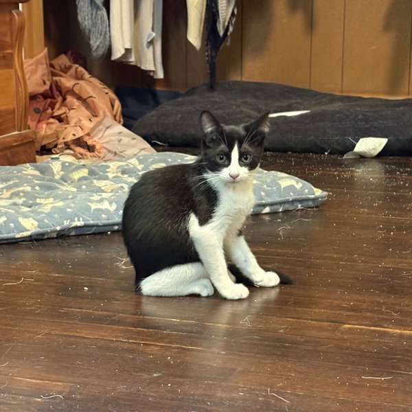 Frank