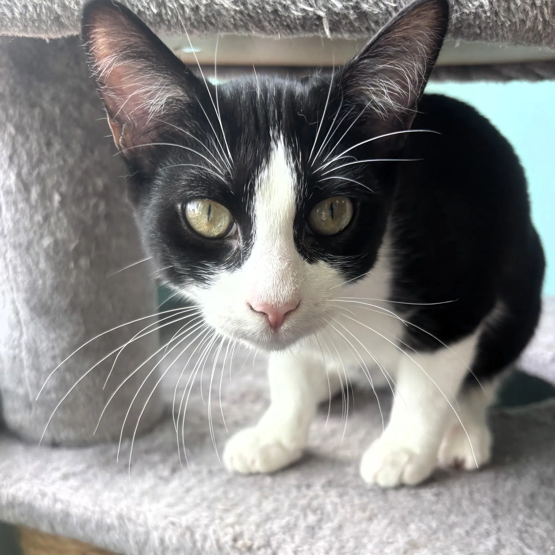 Frank - Domestic Short Hair