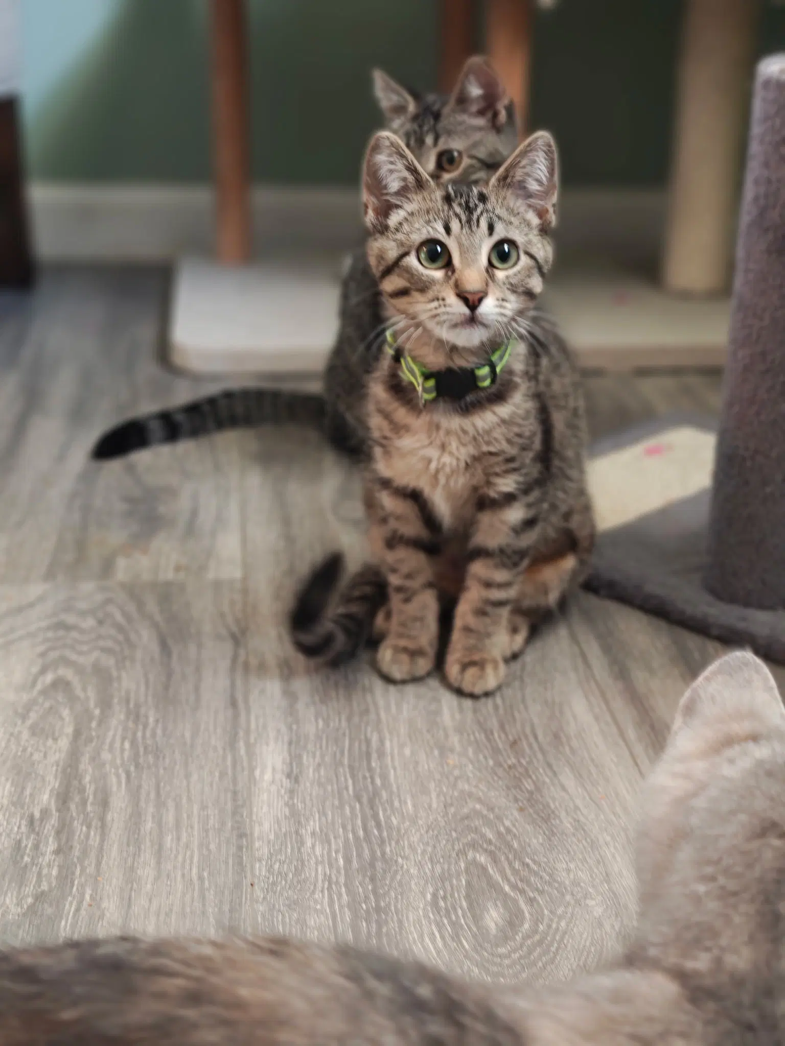 Cleo - Domestic Short Hair