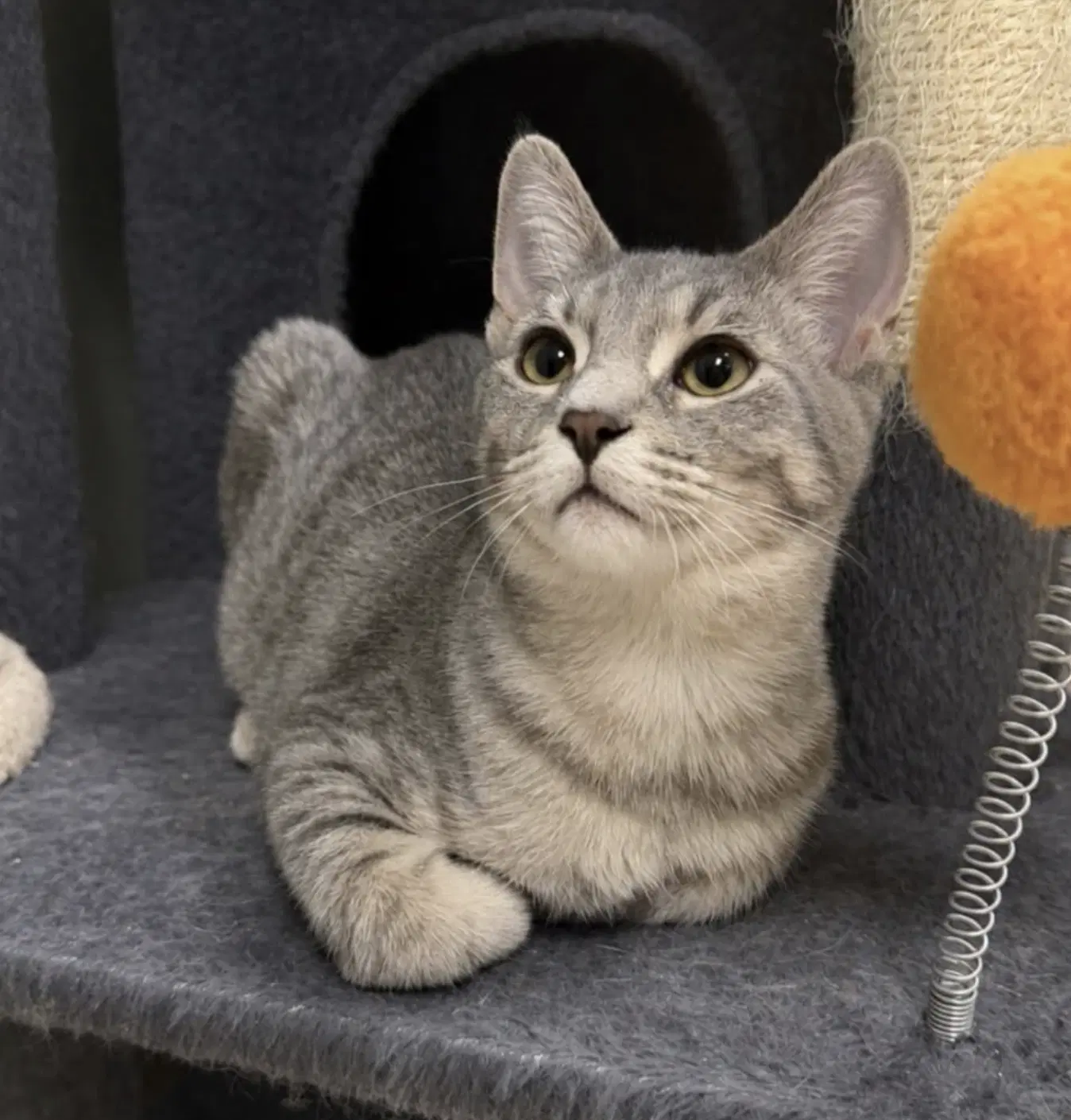 Carter - Domestic Short Hair