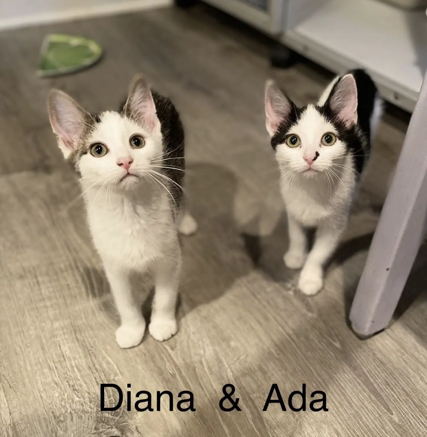 Diana - Domestic Short Hair