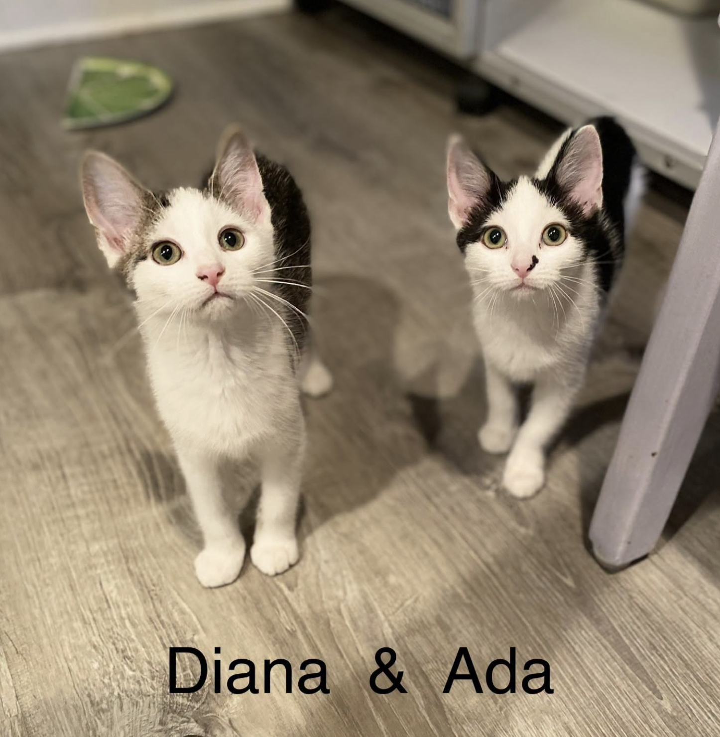 Ada, cat