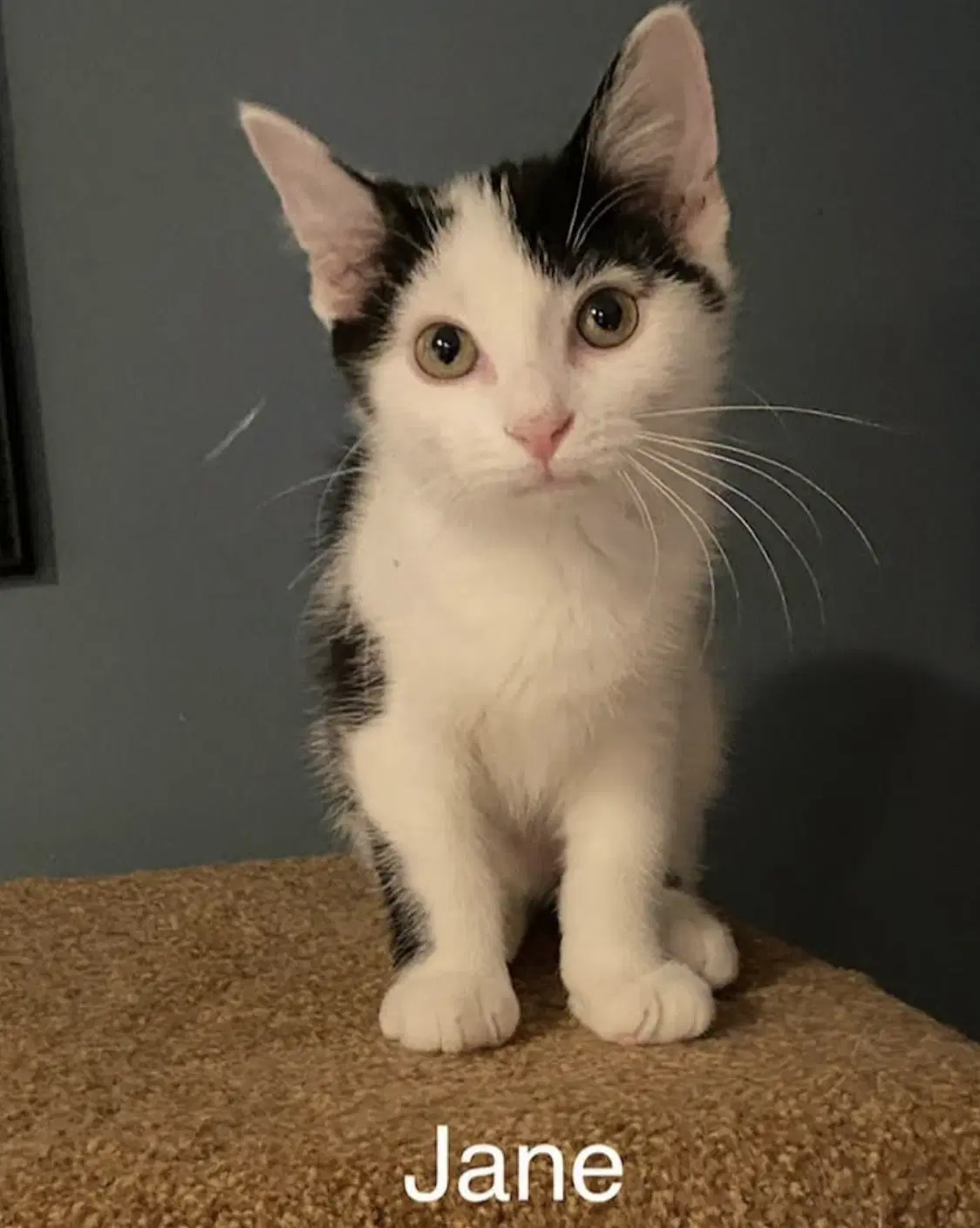 Jane - Domestic Short Hair