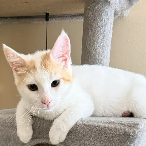 Puff - Domestic Short Hair
