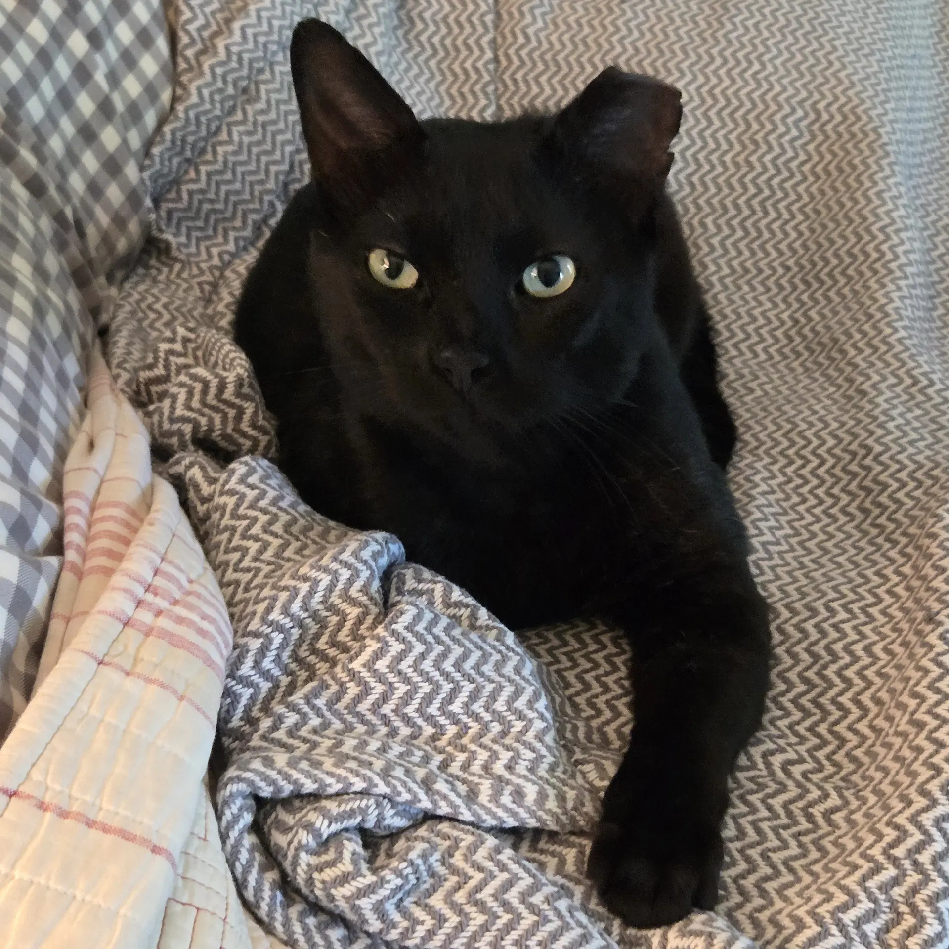 Pauly - Domestic Short Hair