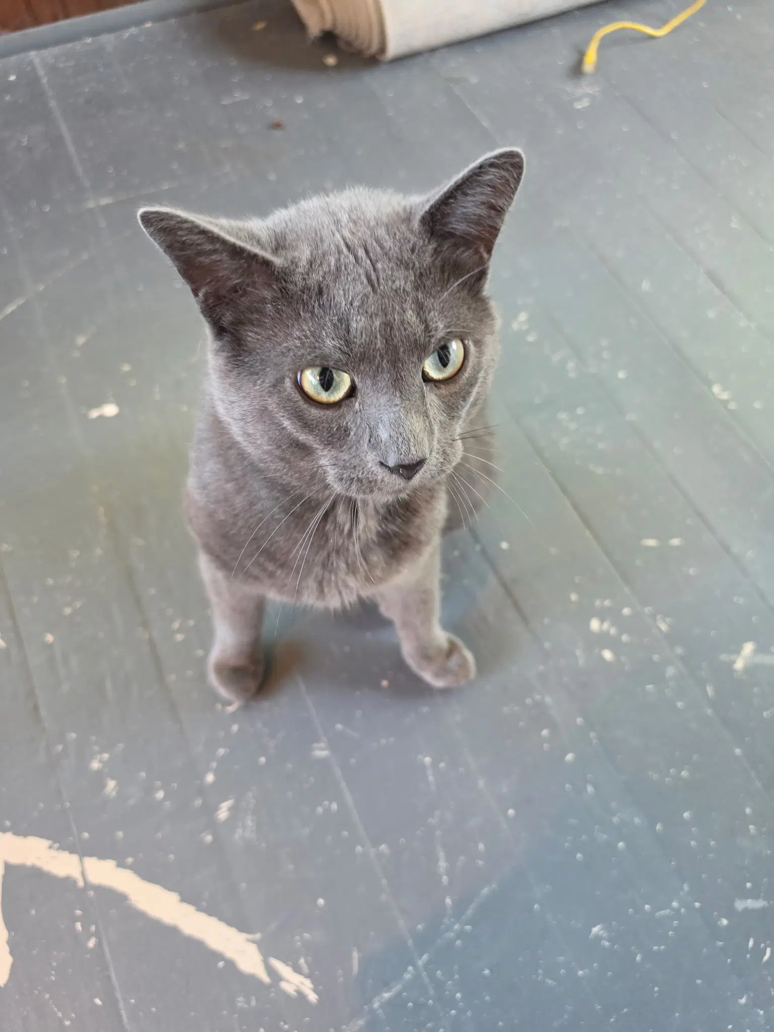 Ivan - Domestic Short Hair