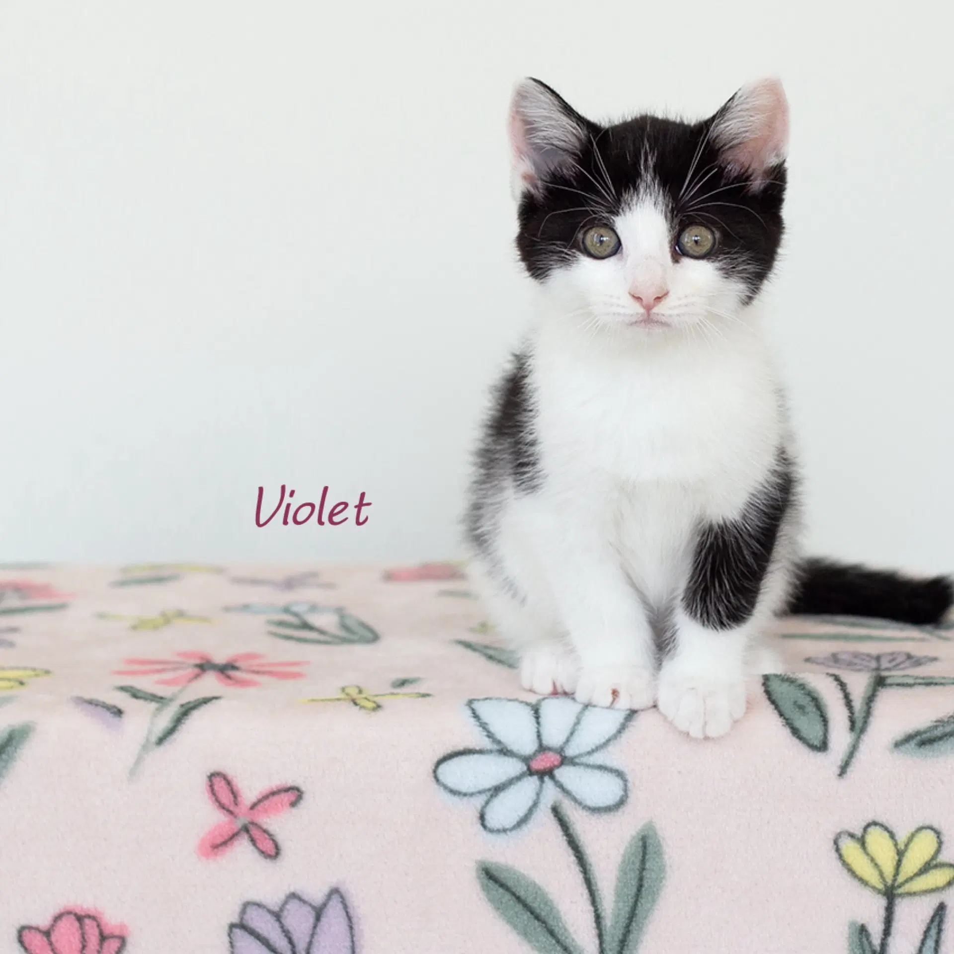 Violet - Domestic Short Hair