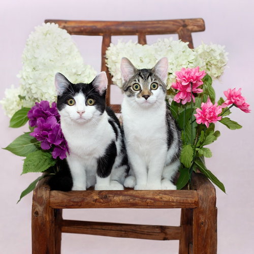 Violet & Zinnia, a cat for adoption from G.R.A.S.P., Inc.