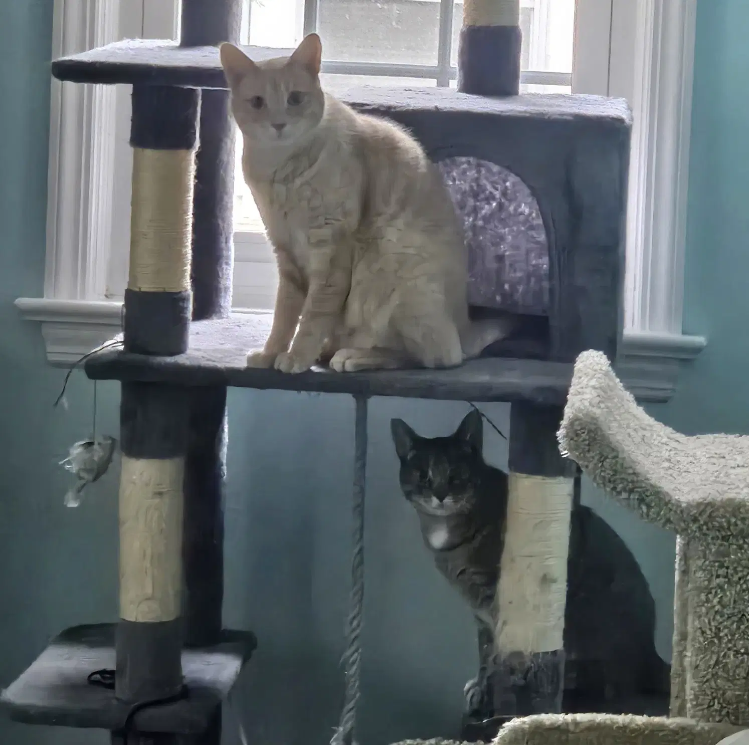 Chippy And P Willow - Domestic Short Hair