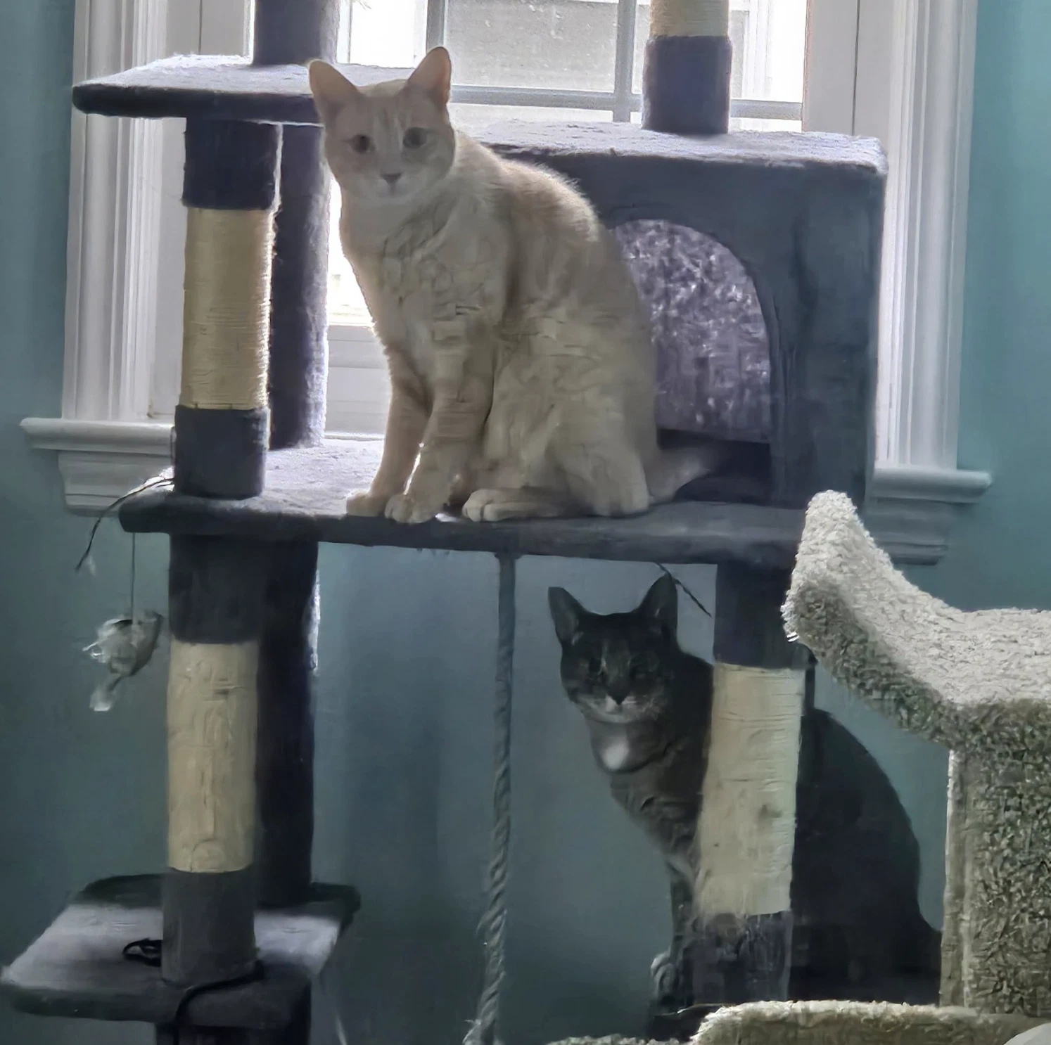 Chippy And P Willow