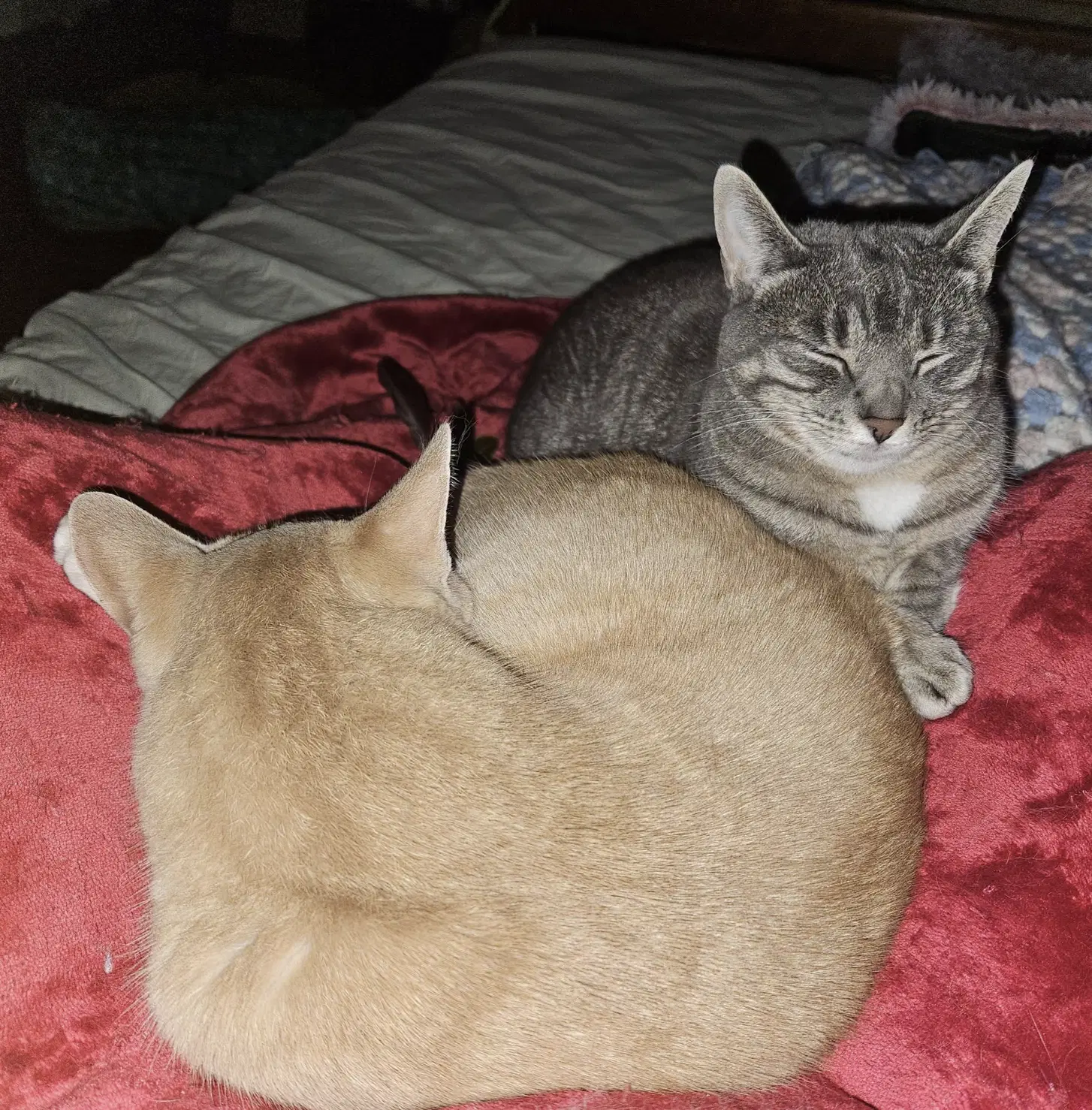 Chippy And P Willow image 4