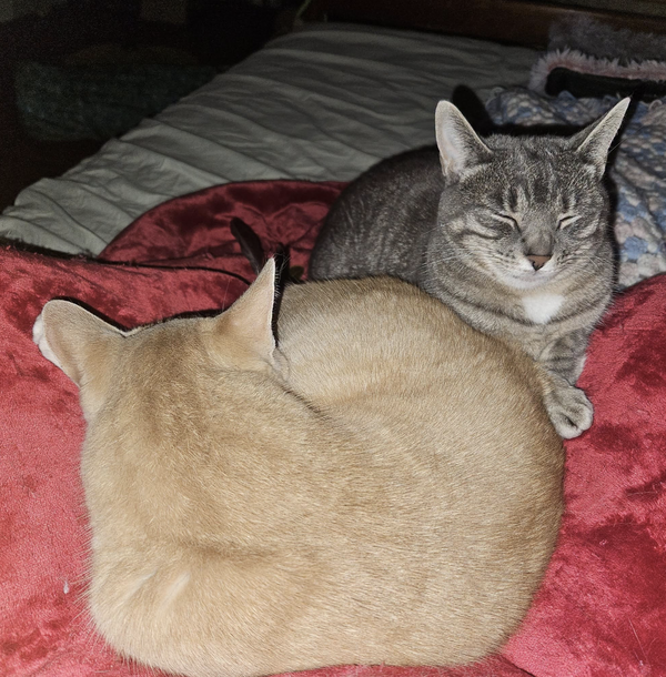 Chippy and P. Willow