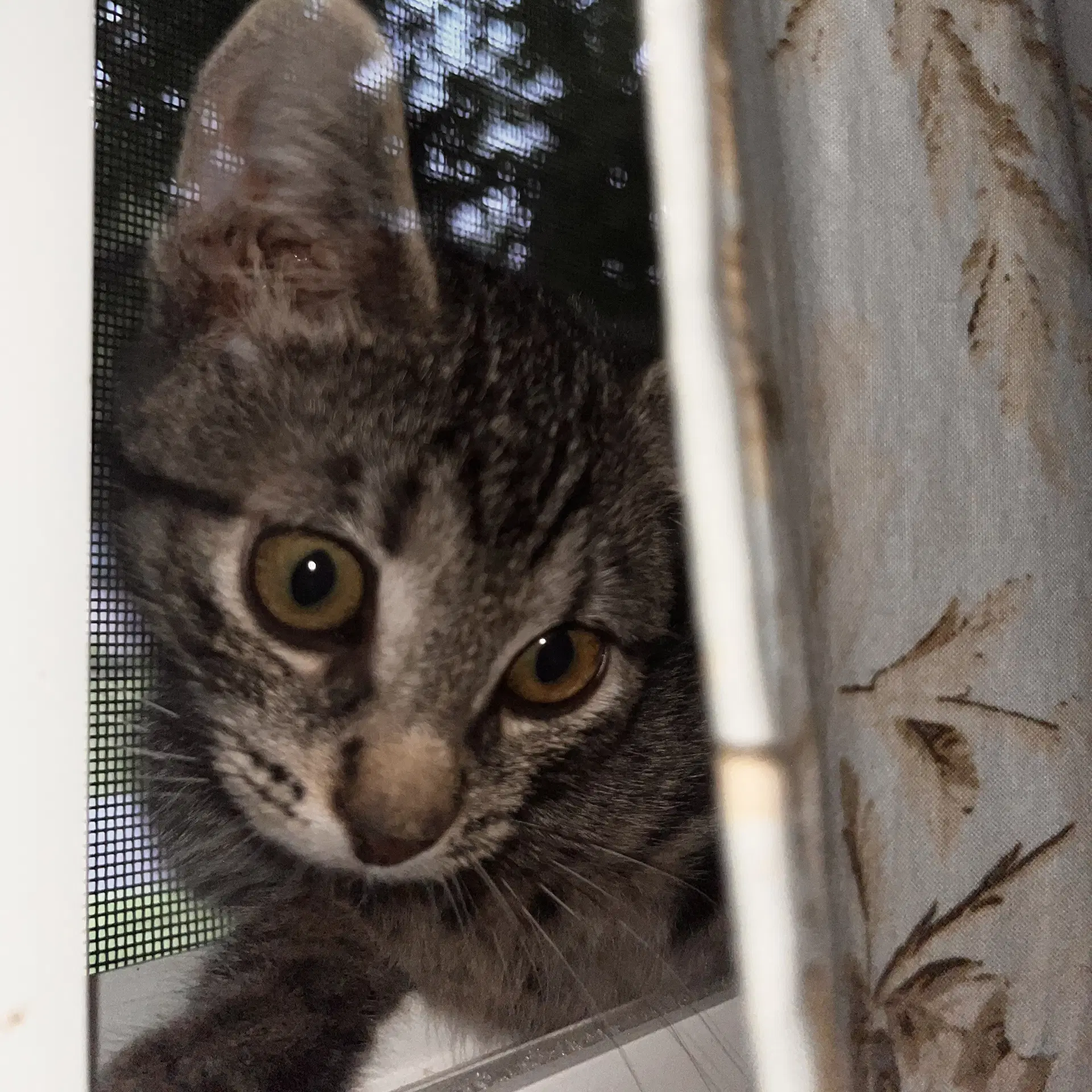 Winslow - Domestic Short Hair