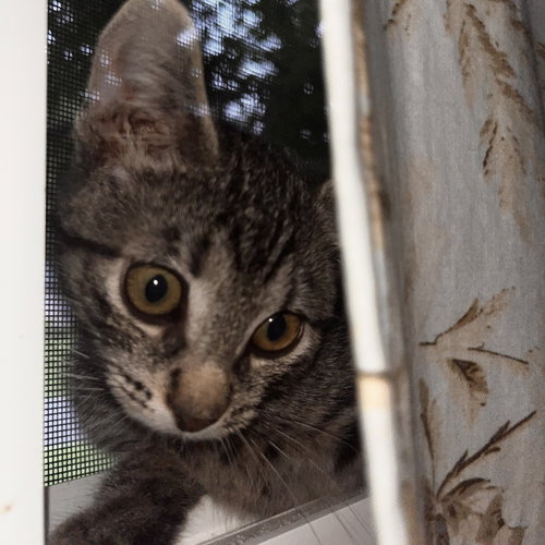 Winslow, a cat for adoption from G.R.A.S.P., Inc.