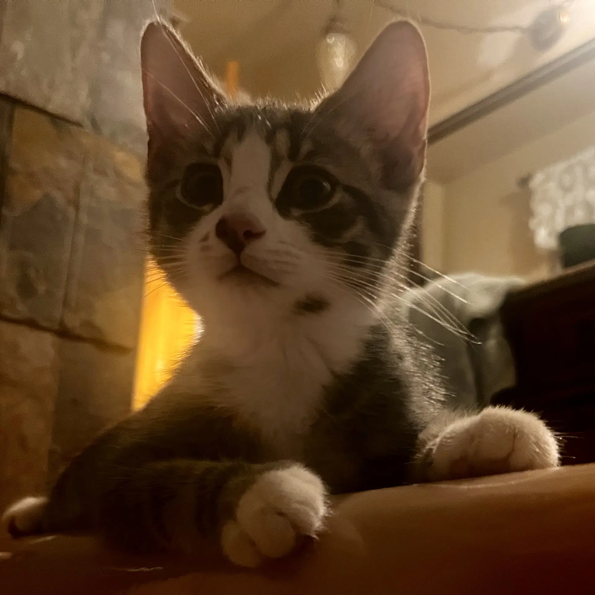 Holbrook - Domestic Short Hair
