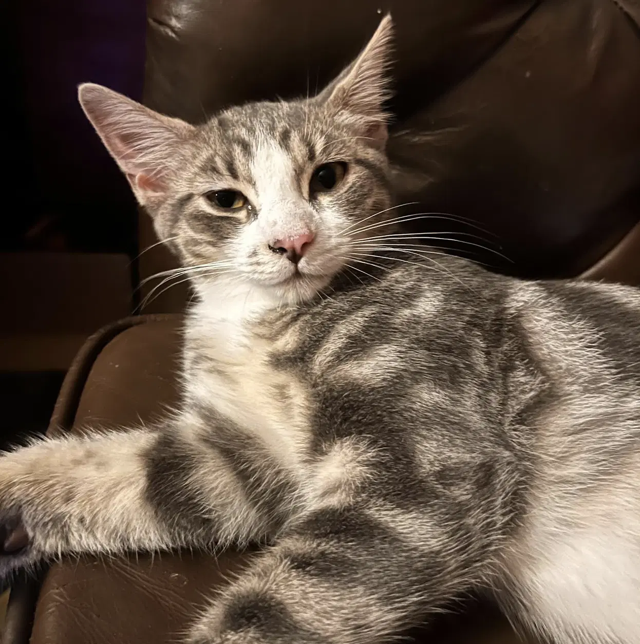 Holbrook - Domestic Short Hair