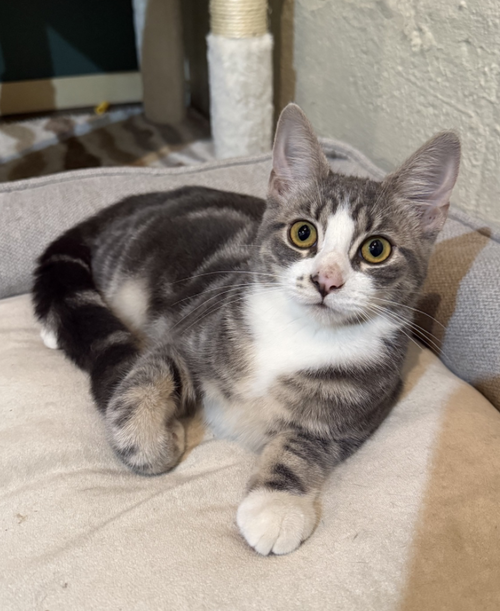 Holbrook, Domestic Short Hair (short coat)