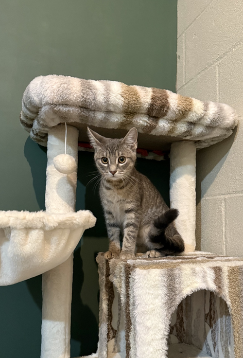 Sinclair, Domestic Short Hair (short coat)
