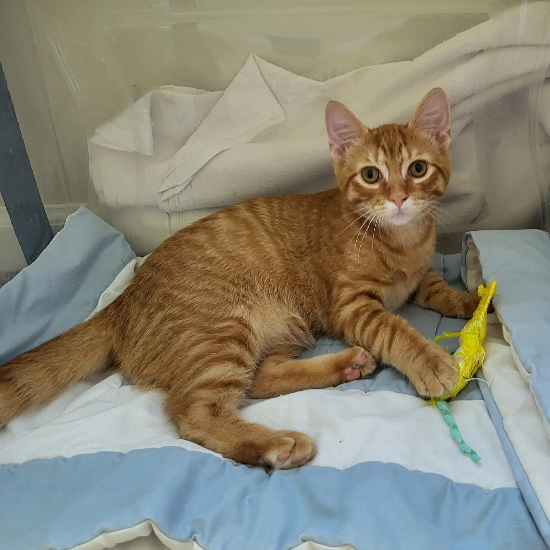 Stan - Domestic Short Hair
