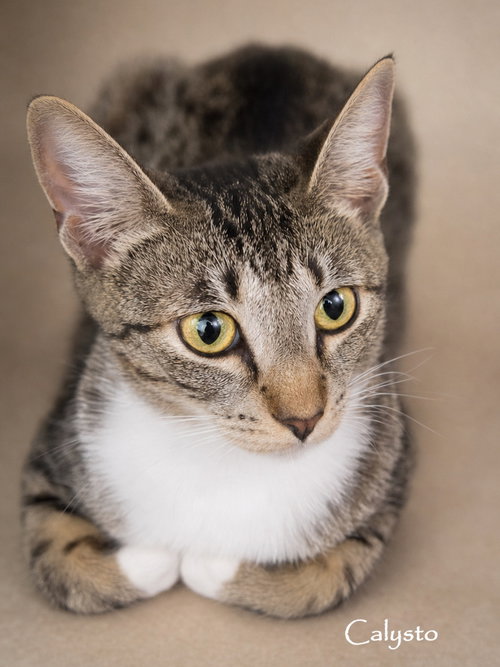 Calysto & Gabriele (bonded pair), a cat for adoption from G.R.A.S.P., Inc.